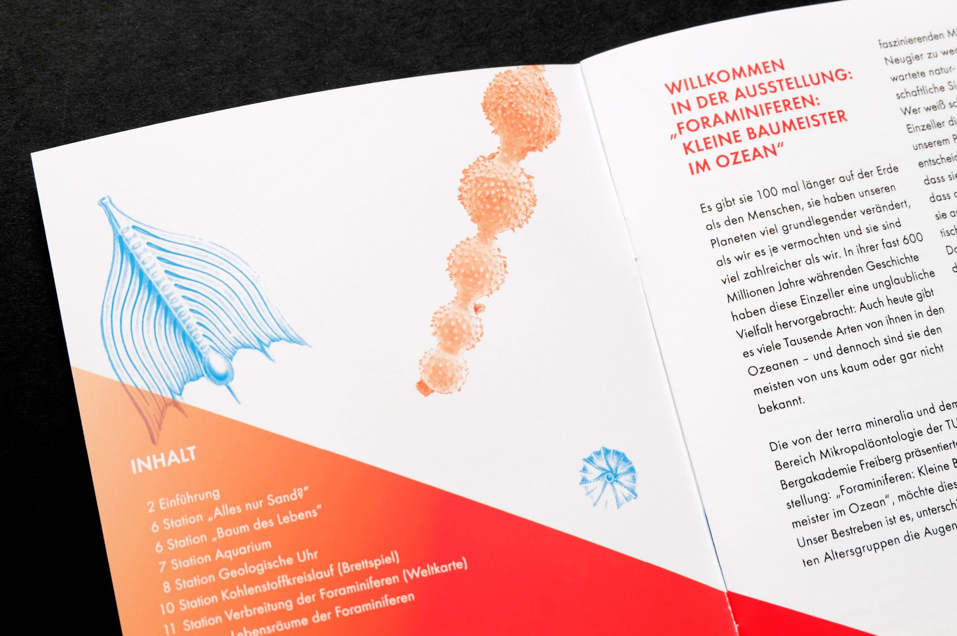 Foraminiferen - Ausstellungsbroschüre Innenseiten Foraminiferen - Ausstellungsbroschüre Innenseiten